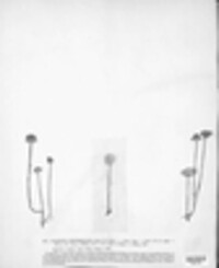 Mycena epipterygia image